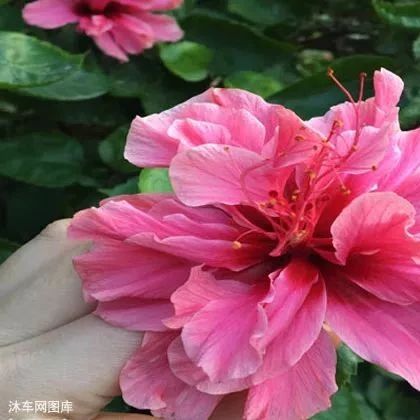 人怕傷心，樹怕傷根！ 說得太對了，送給你!