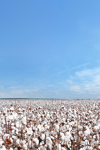 中储棉物流有限公司