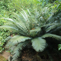 明星植物——仙湖苏铁