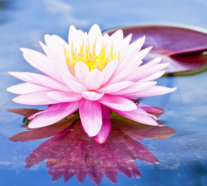 ?李玉剛唱的《蓮花》太美了，聽了十遍還想聽！